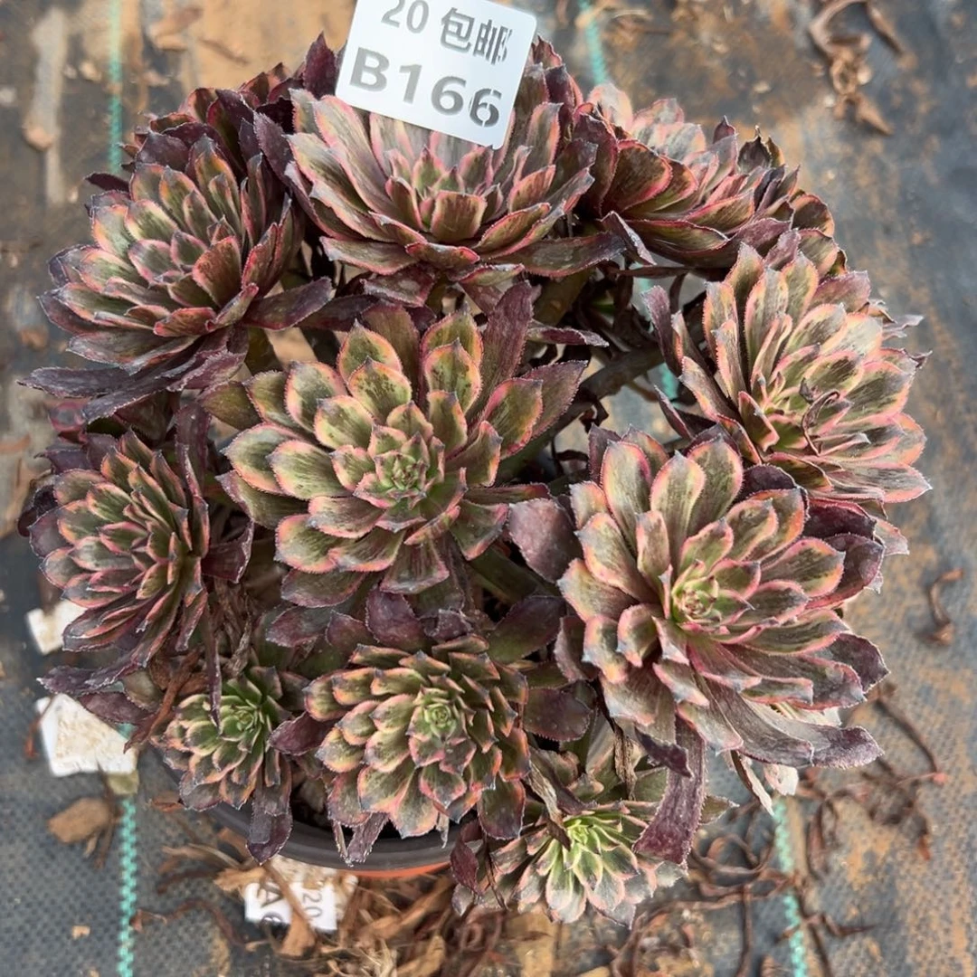 166紫霞仙子，满20包邮