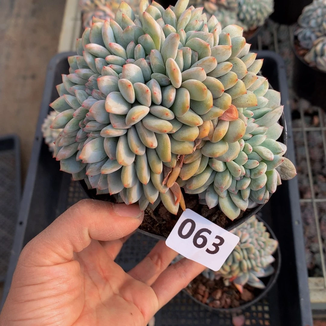 ?****?063缀嗯嗯嗯嗯