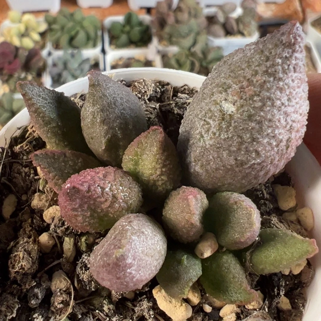 实生新品有疤特价款多肉植物水泡