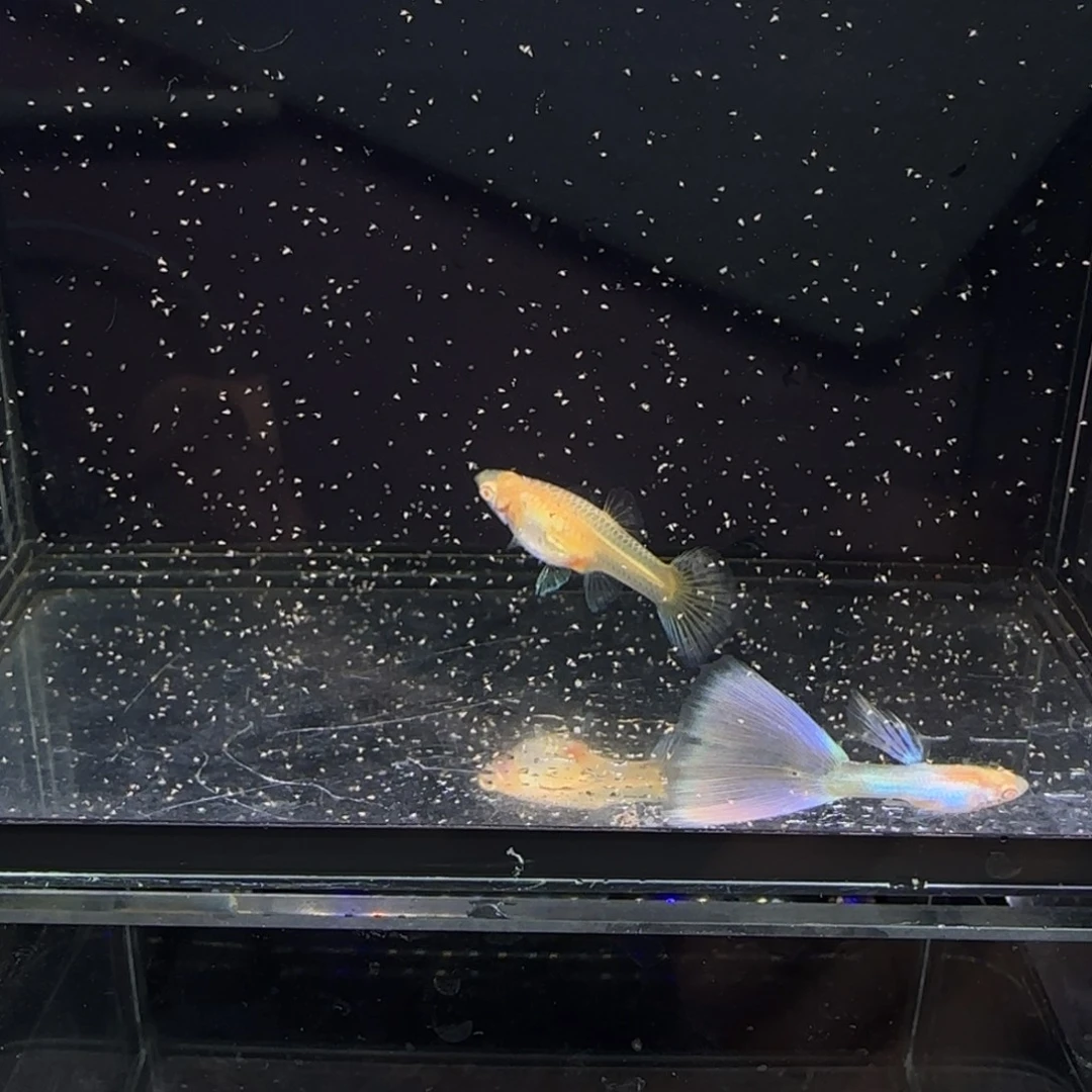 孔雀鱼极光幻彩一对