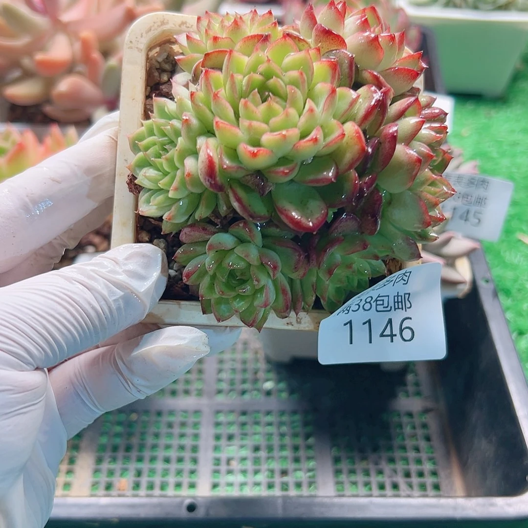 多肉一物拍植物1146