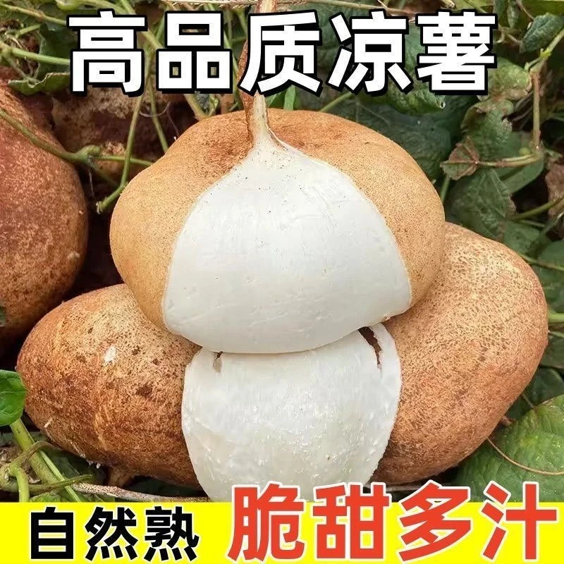 湖北正宗新鲜凉薯地瓜自种地萝卜脆甜多汁白地瓜低糖应季水果蔬菜