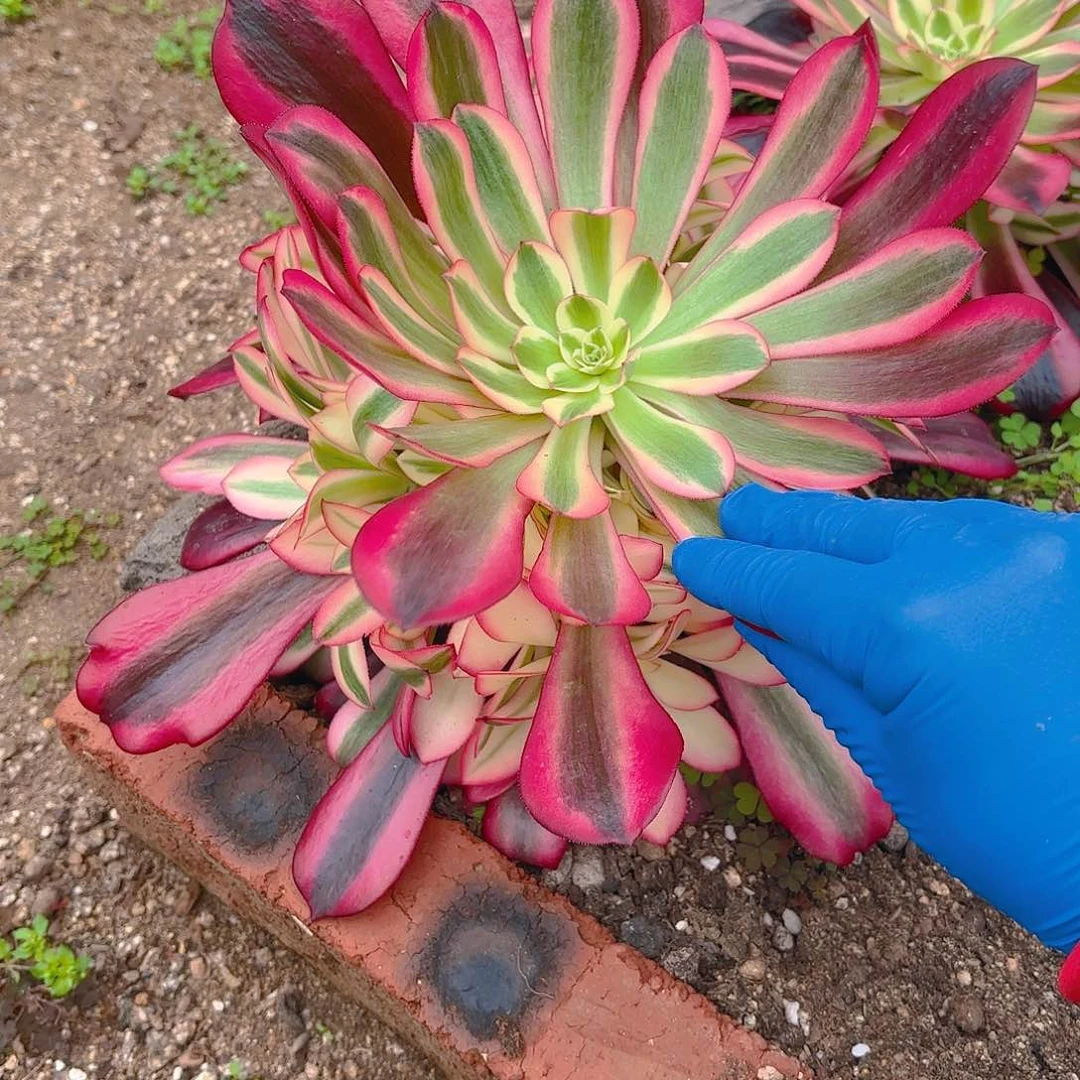 美杜莎多肉植物手捧一号