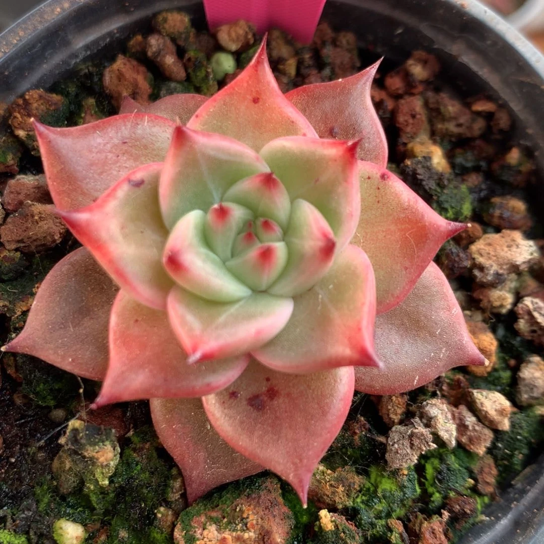 洞**力红颜蜜语1月14日哈哈哈哈哈