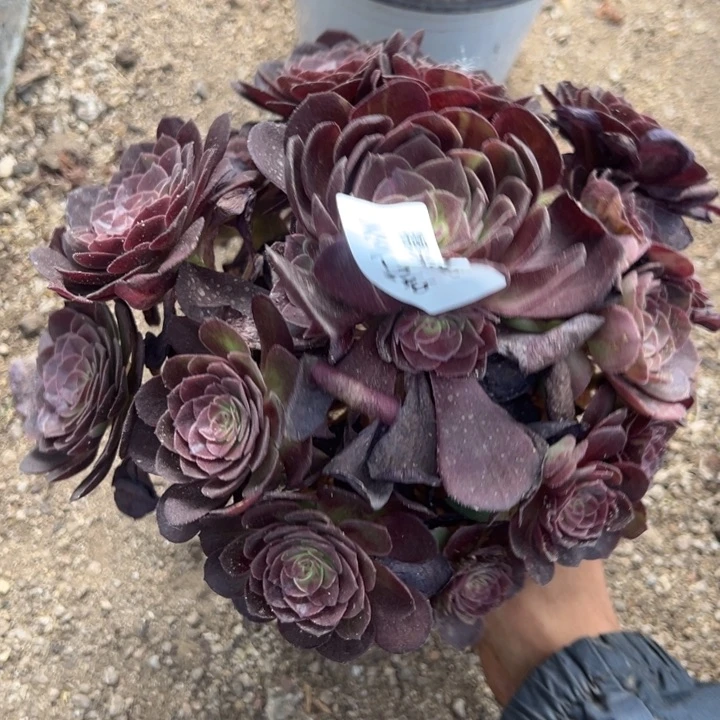 墨染多肉植物246