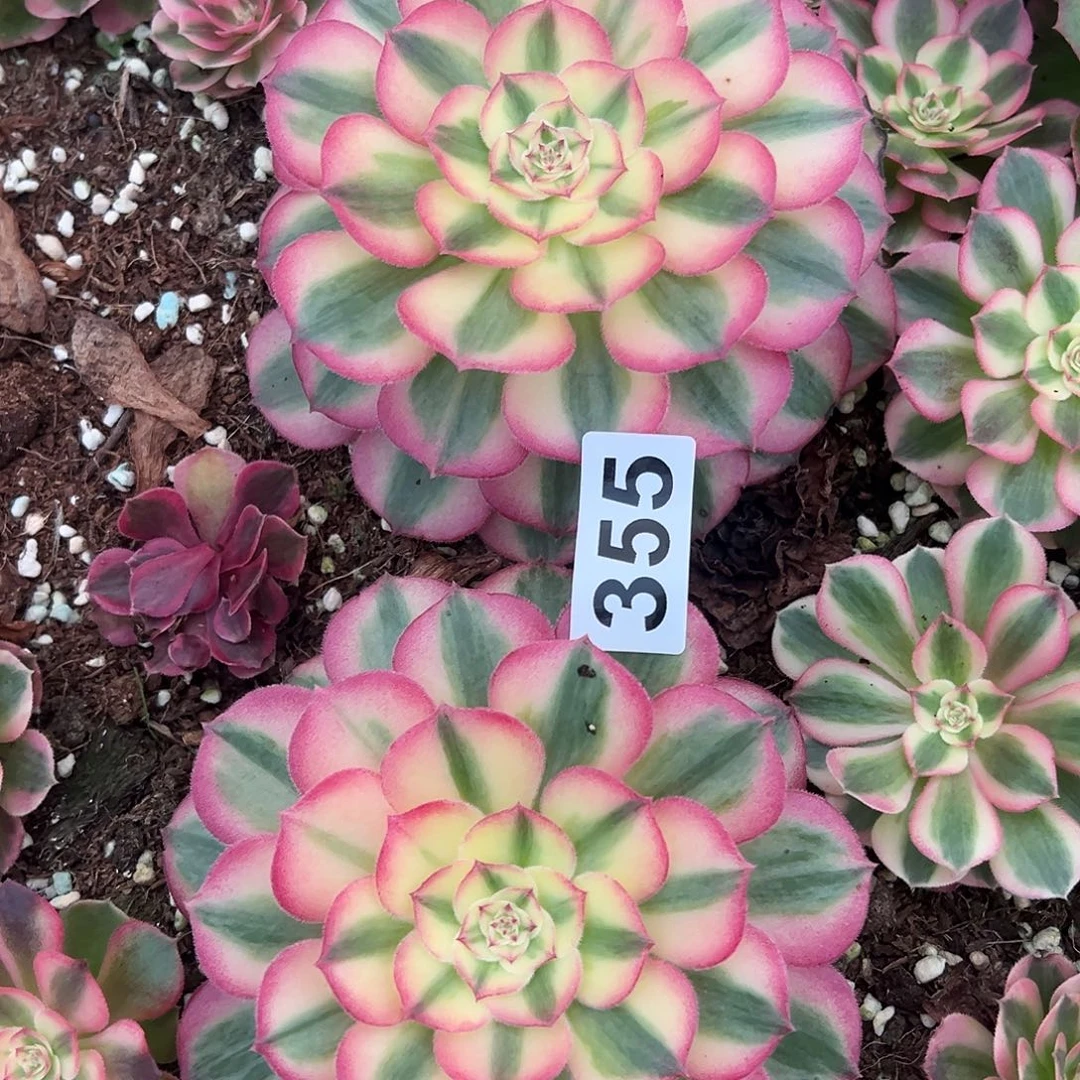 六***羊精品多肉植物355倾城2个