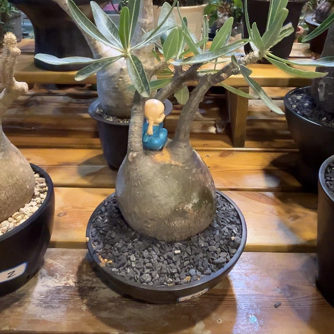 汤圆植物象牙宫矮圆
