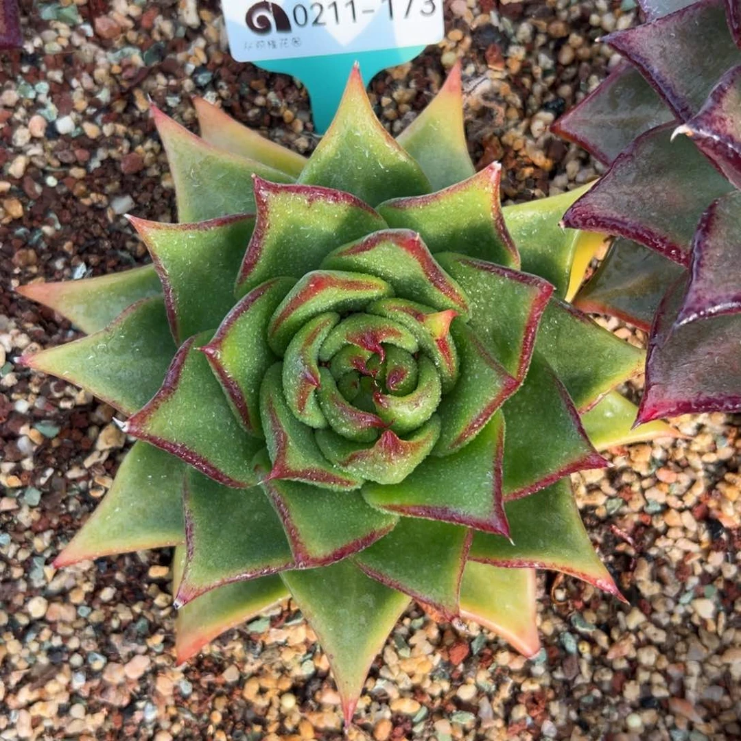 多肉一物一拍0211-173