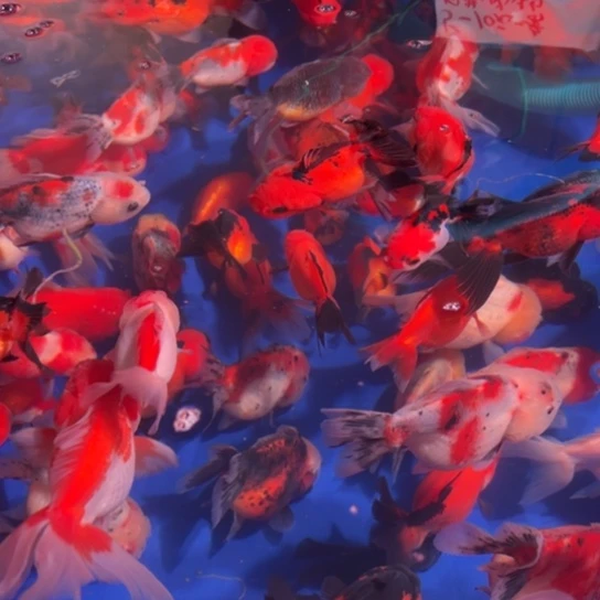 金鱼泠水观赏鱼开箱要录完整视频无视频不售后