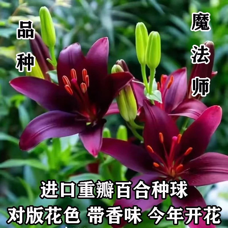 魔法师百合种球进口重瓣香水百合种球当年开花盆栽花卉四季阳台养