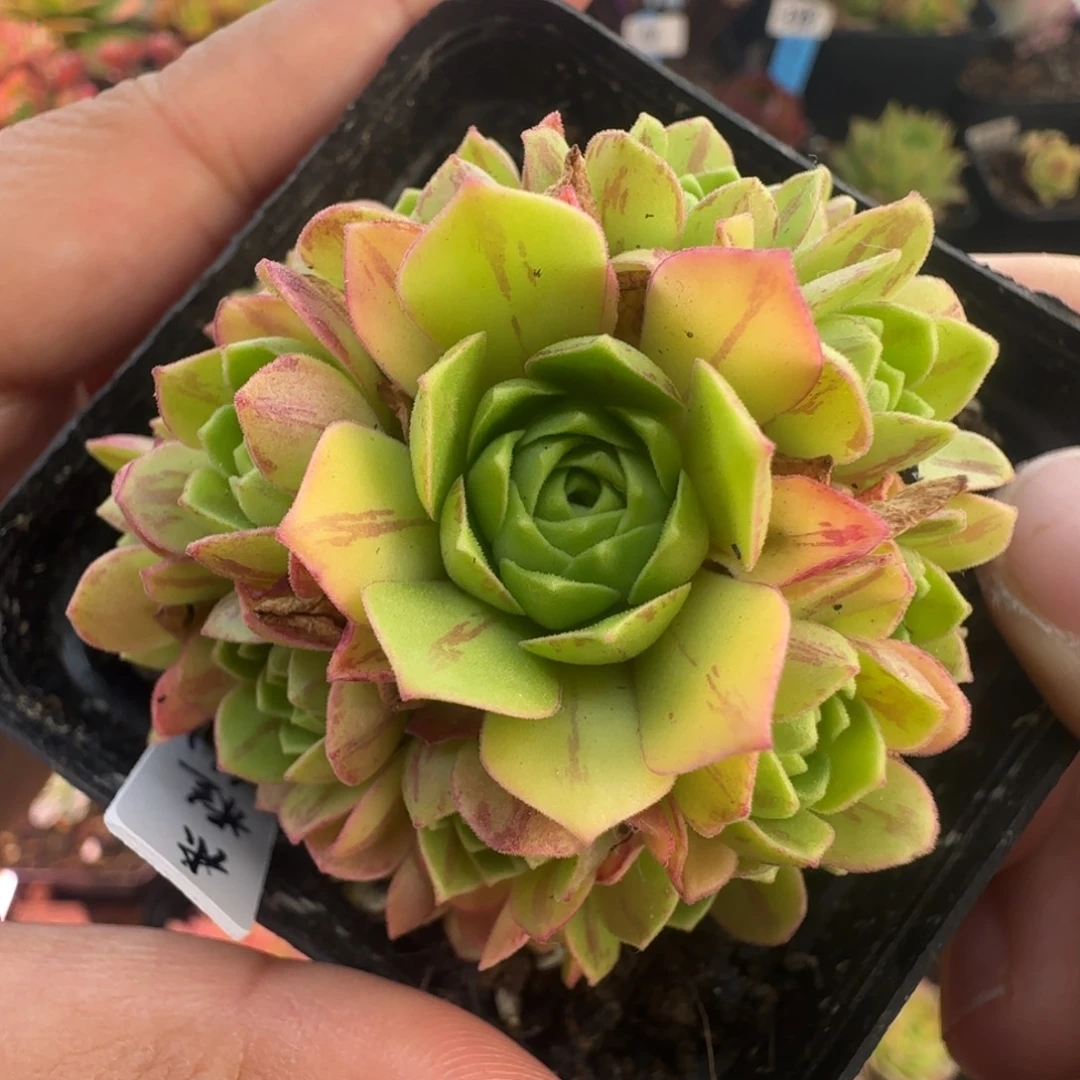 L660半城玫瑰米粒儿不含盆土福利