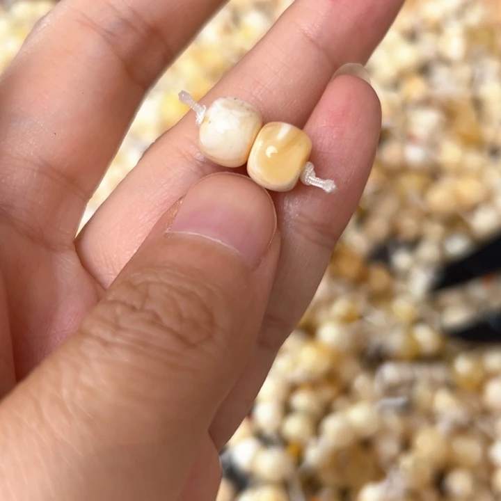 裸石蜜蜡未镶嵌8.6mm一对