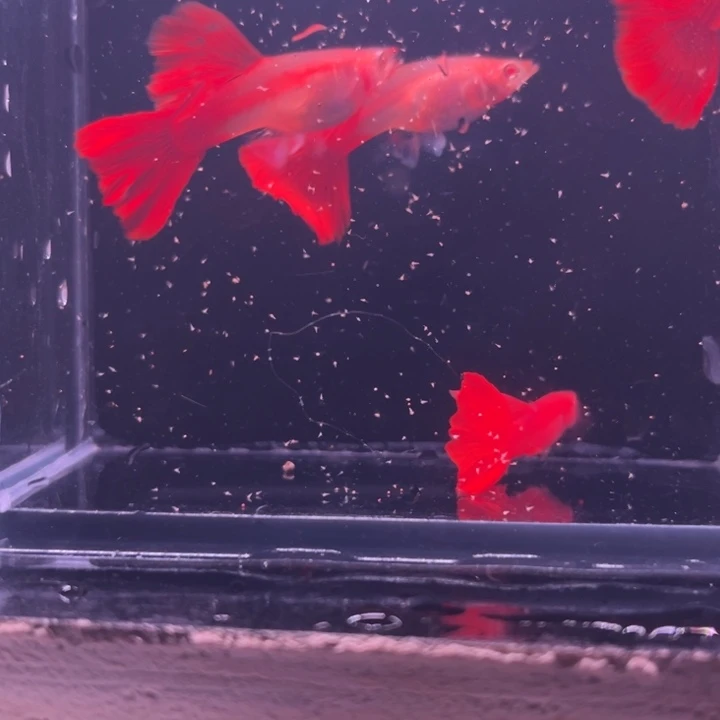 孔雀鱼红玫瑰白子两对