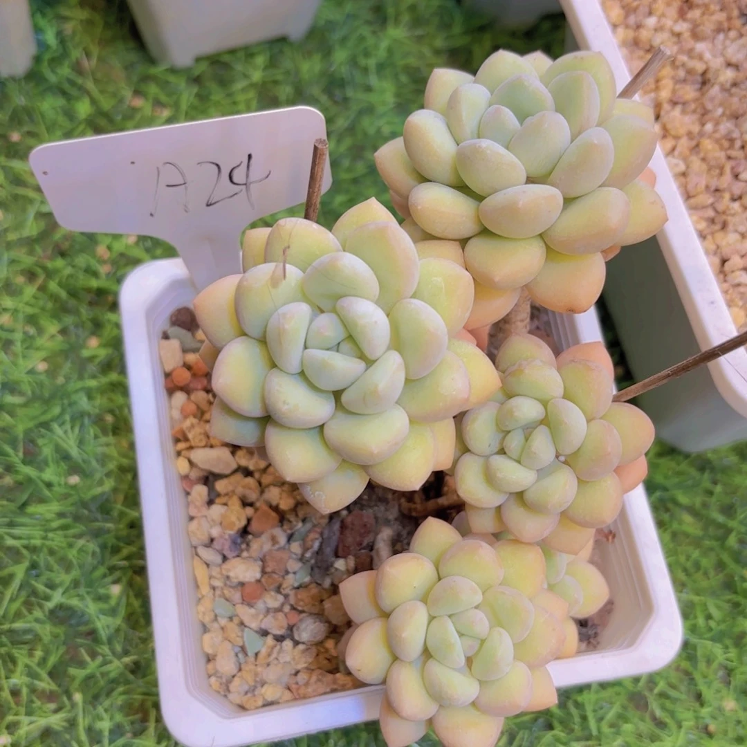 田***儿云南金致家精品多肉