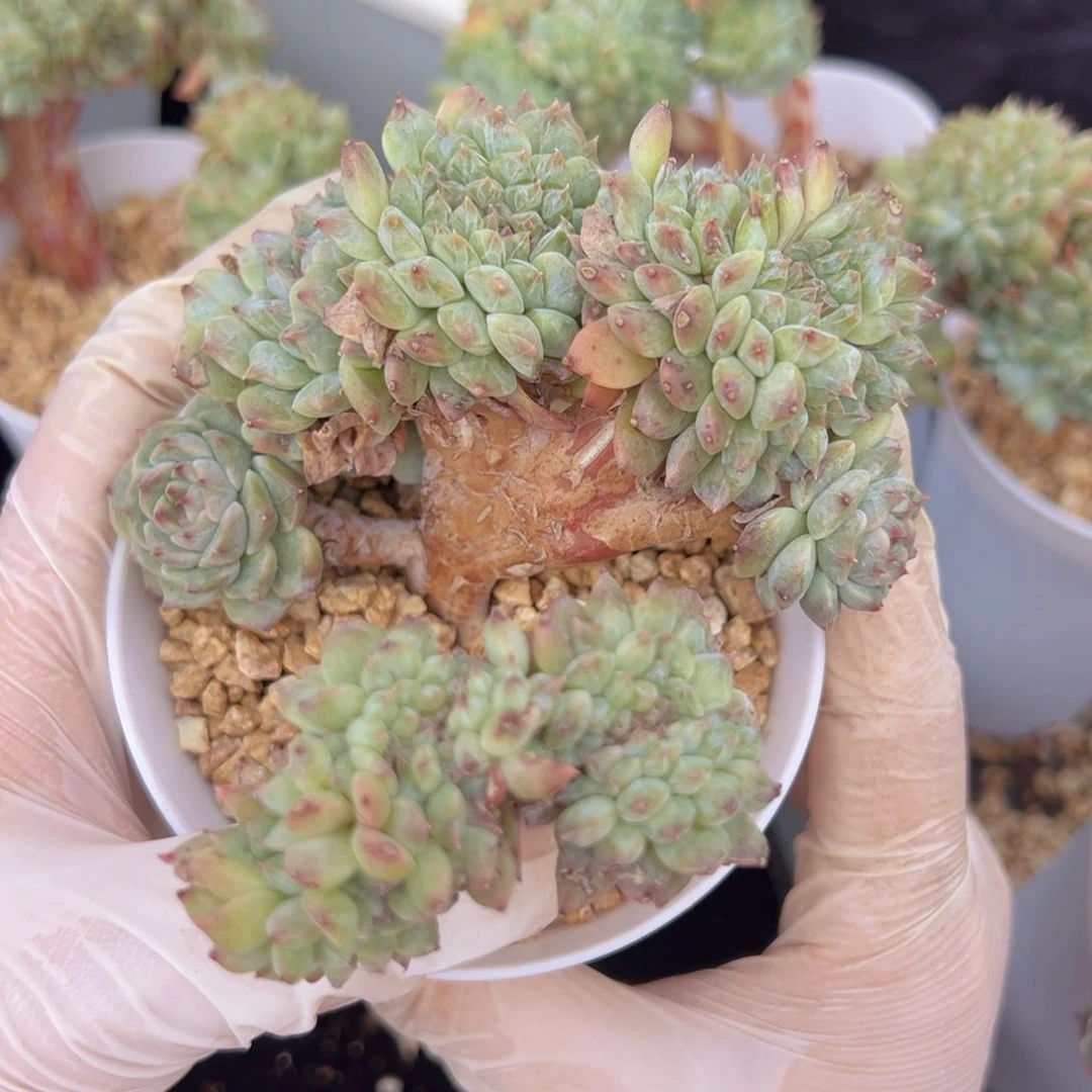 糯****? 新年快乐 新年快乐