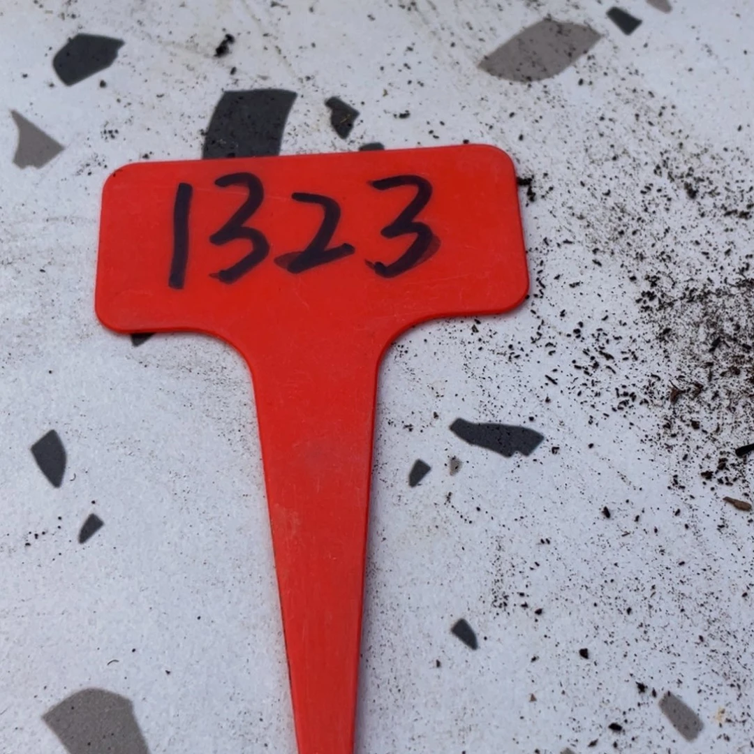 丫***丫1323上午多肉植物