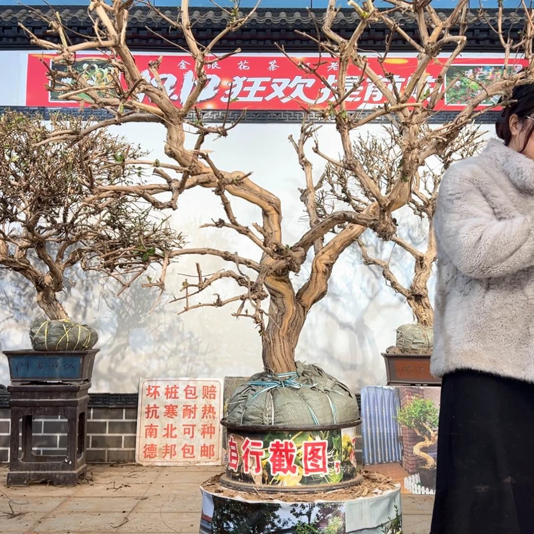 当前无花朵，栽培后可花朵