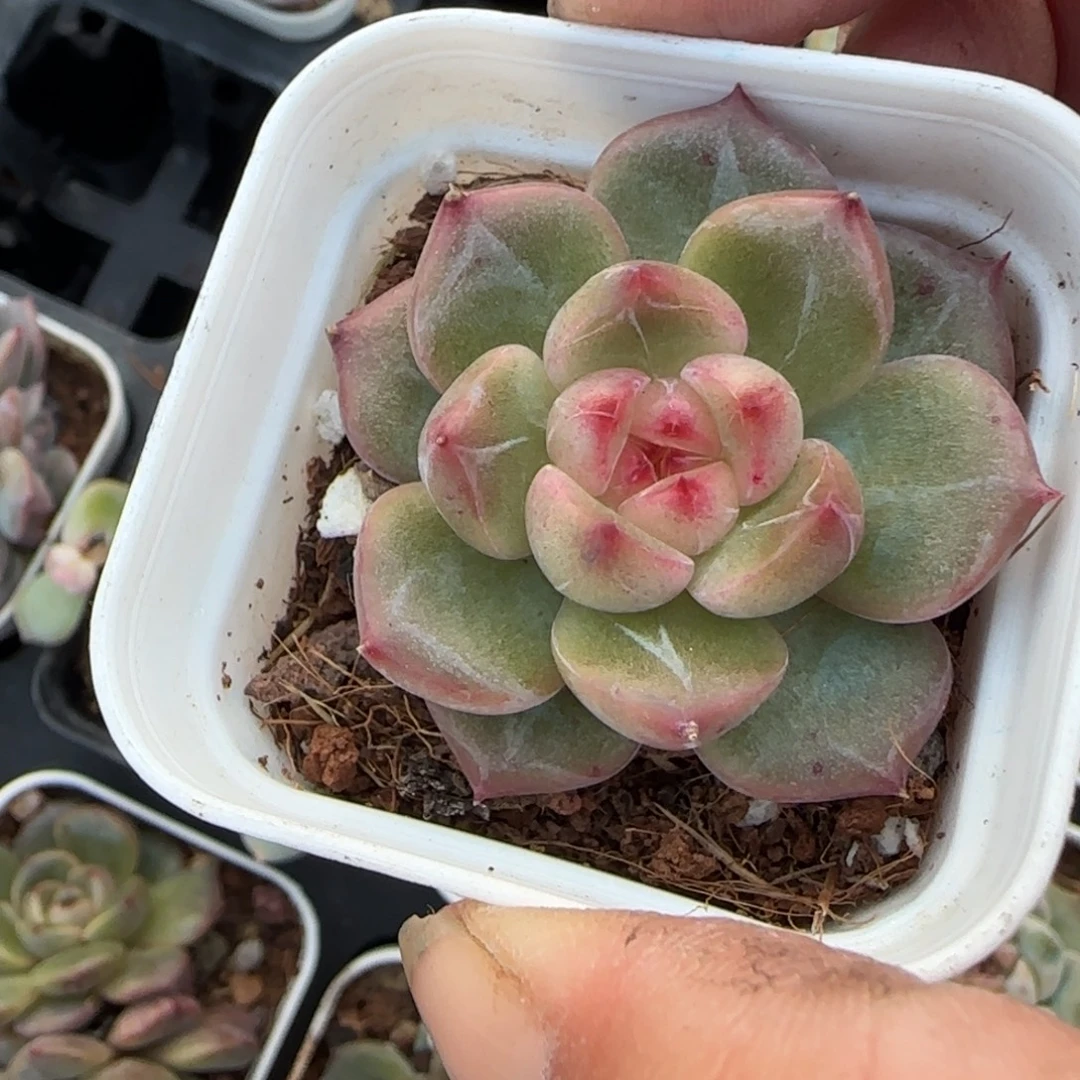 星***2小卡拉米糖心一物一拍