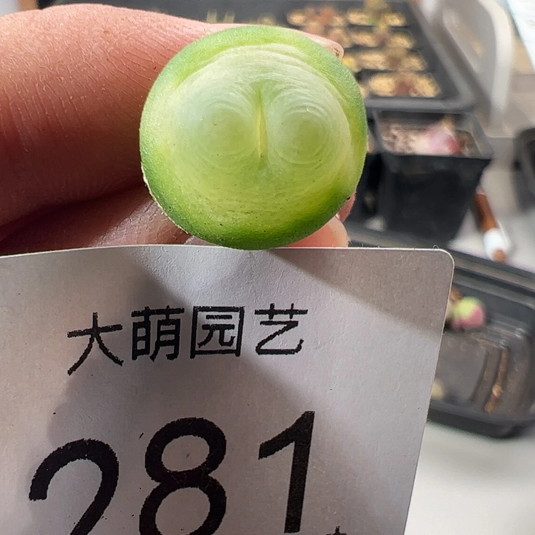 一物一拍。        281