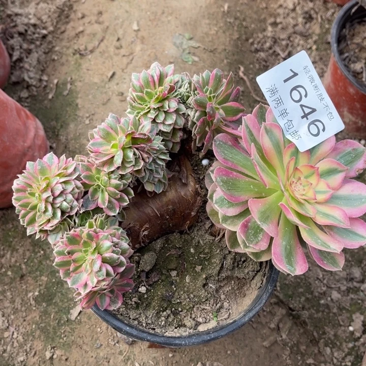 1646倾城的的多肉的人