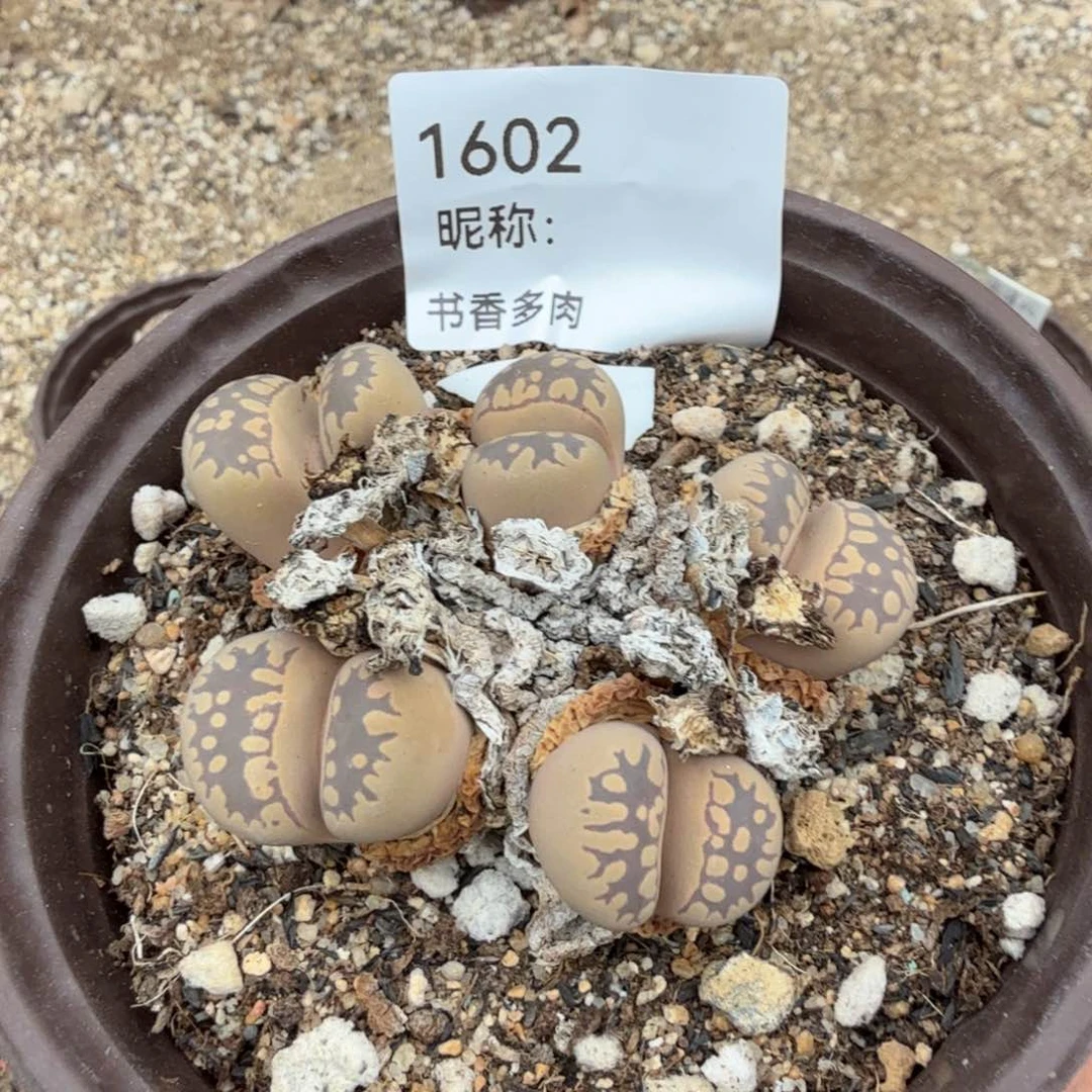 务***烤多肉植物多肉植物多肉植物