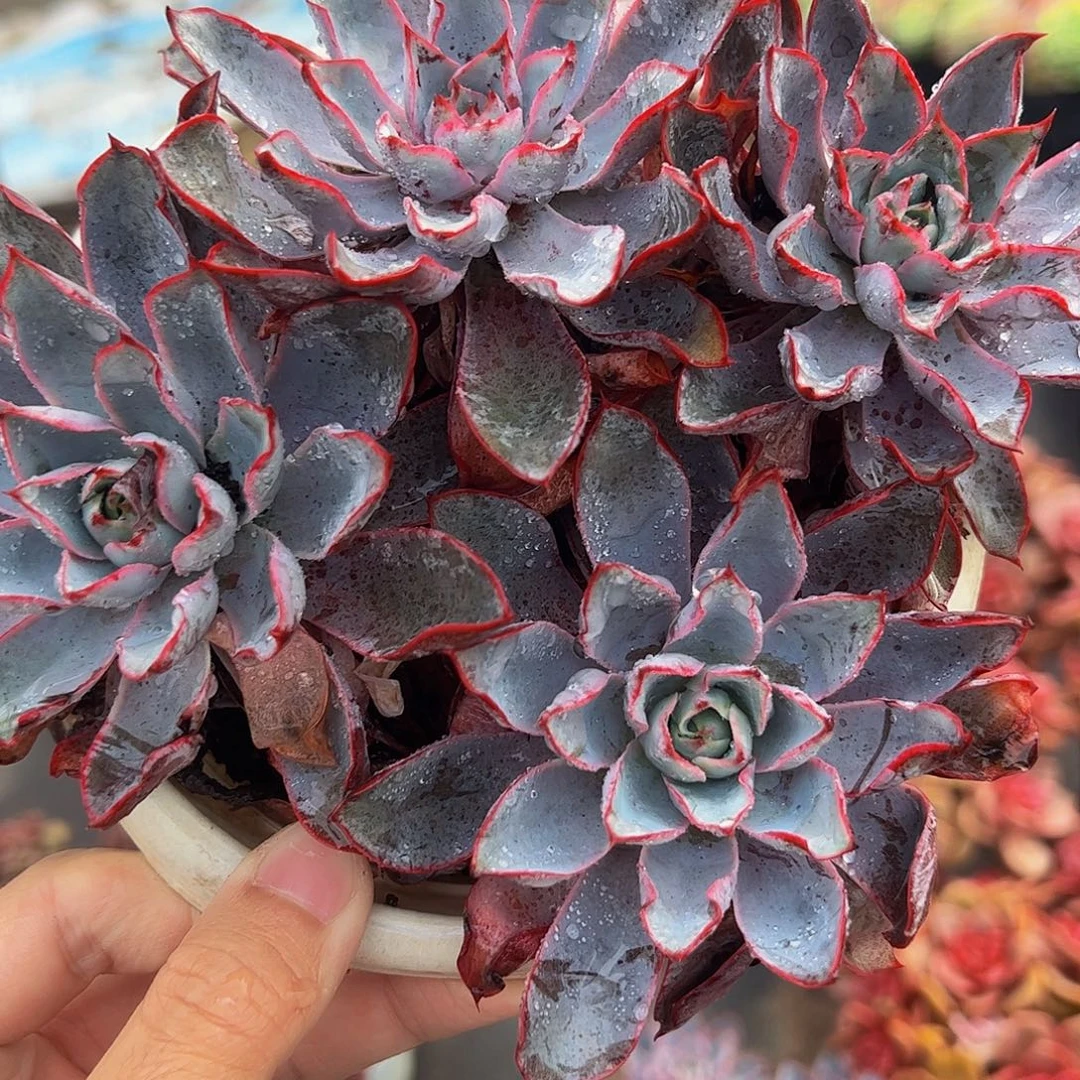 小叶赫拉多头群生老桩