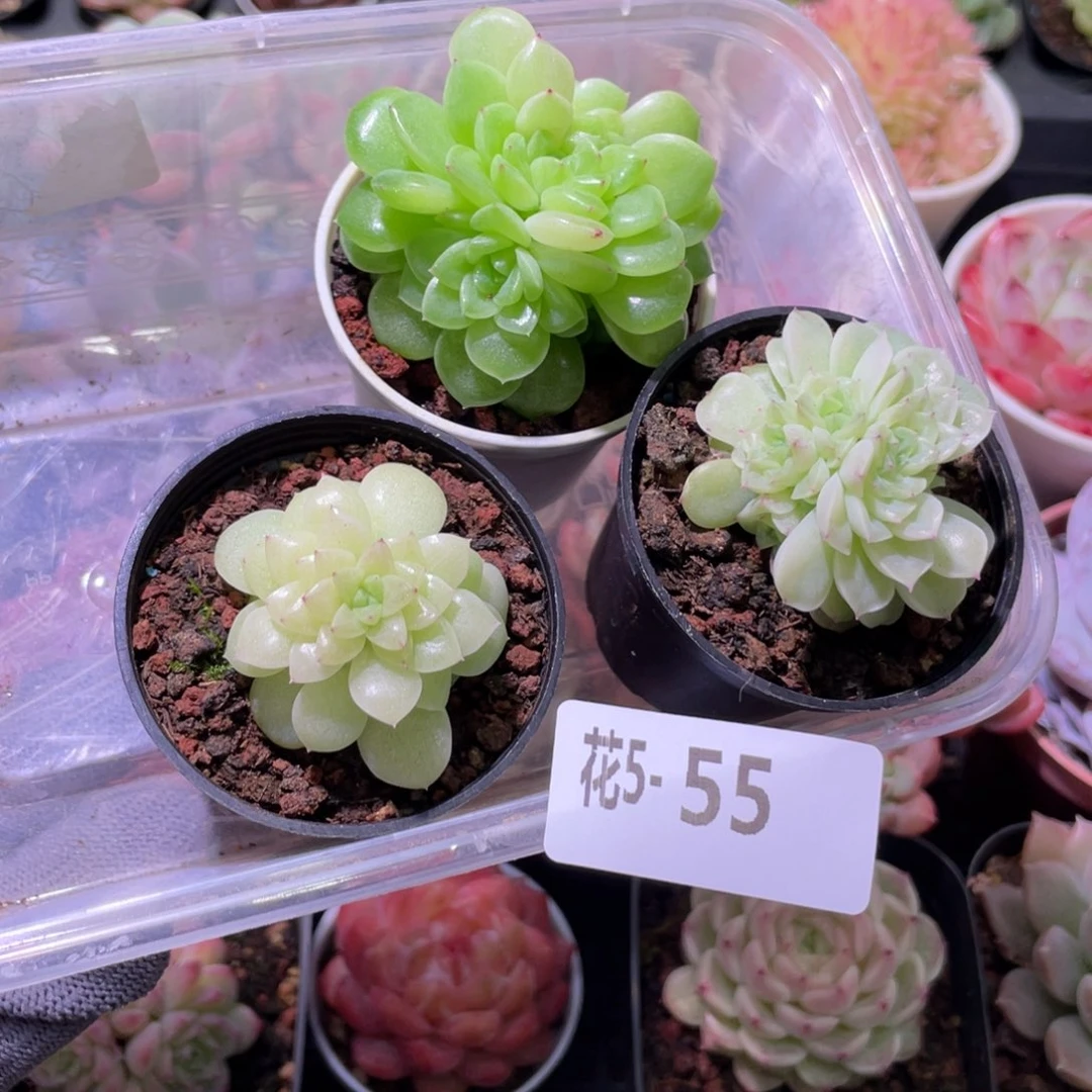 花利美 5-55麦秆3颗
