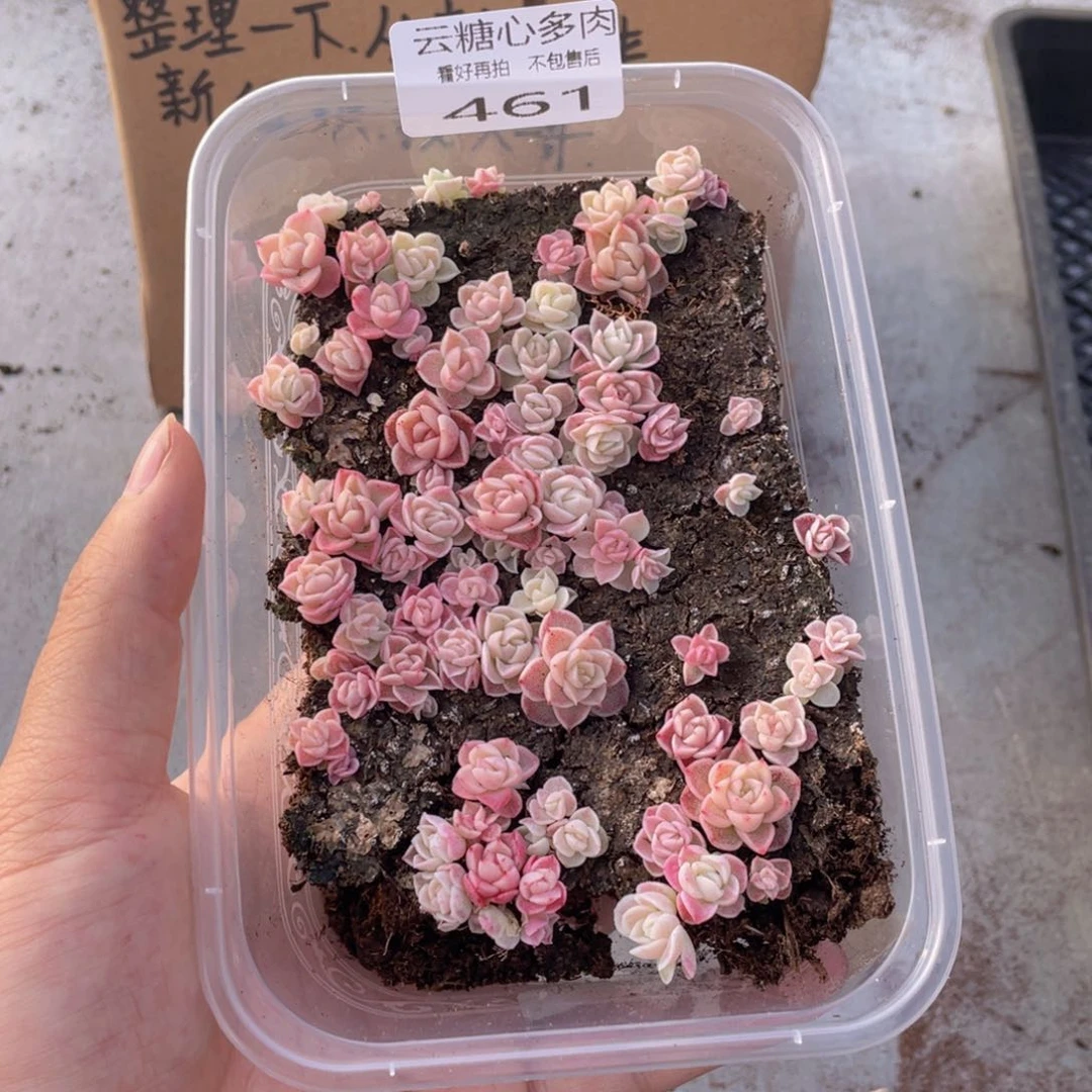云糖心多肉植物461