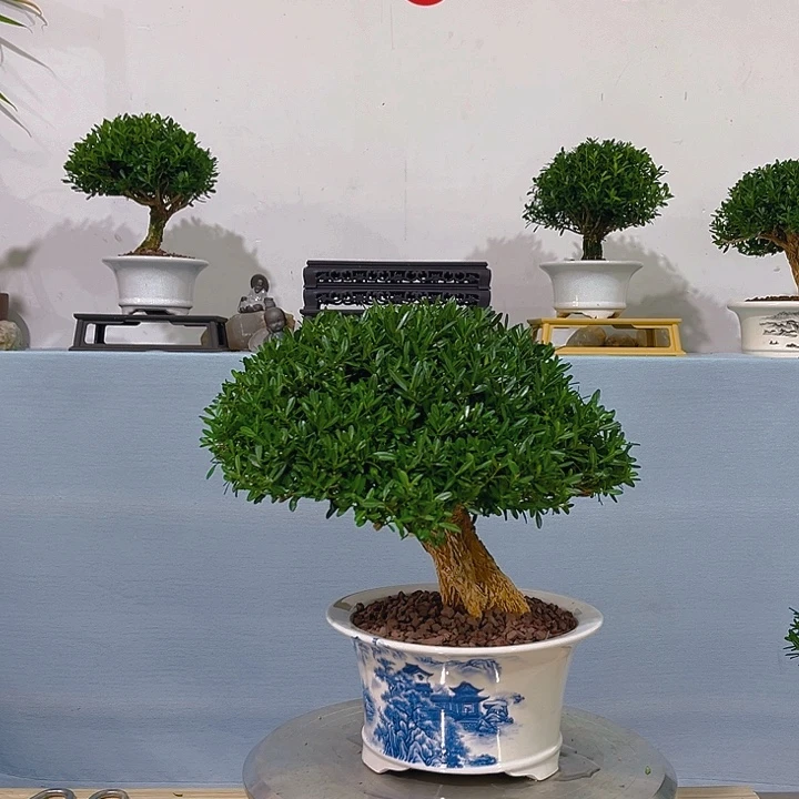 情***了无花朵浙江黄杨一树一拍