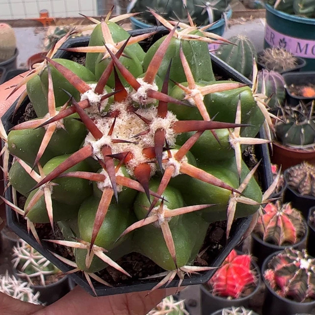 【闪购商品】实生仙人球