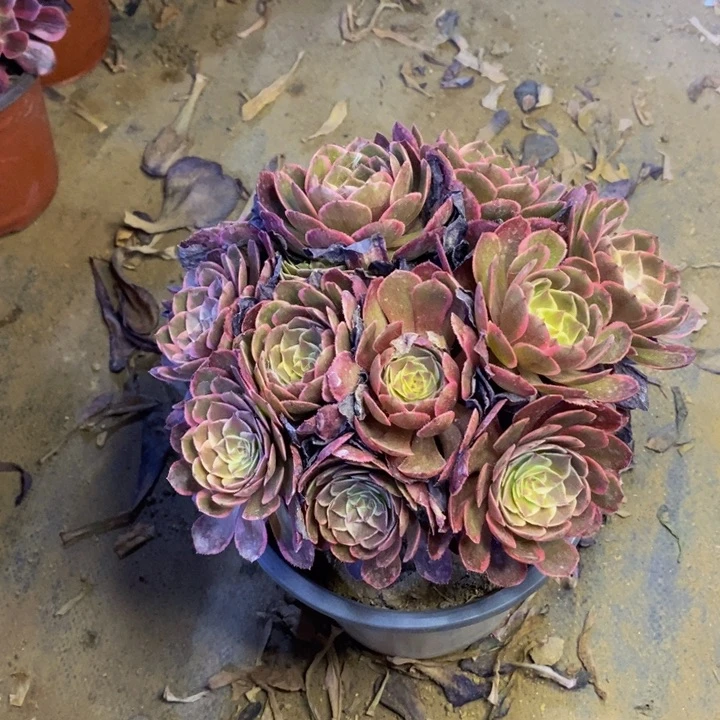 粉花妖多肉断头不包5530