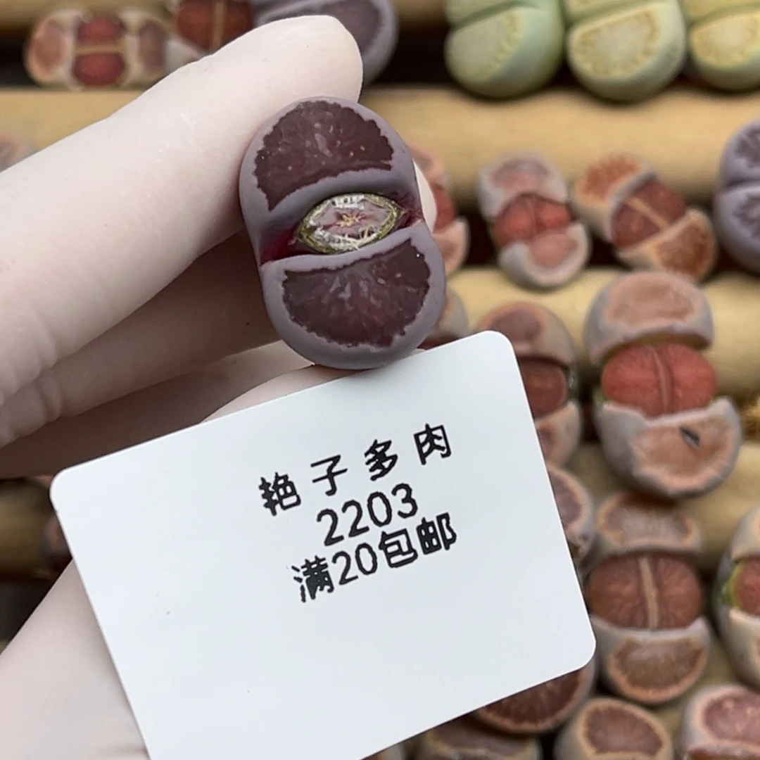 小***幸2203号一棵紫菊发货