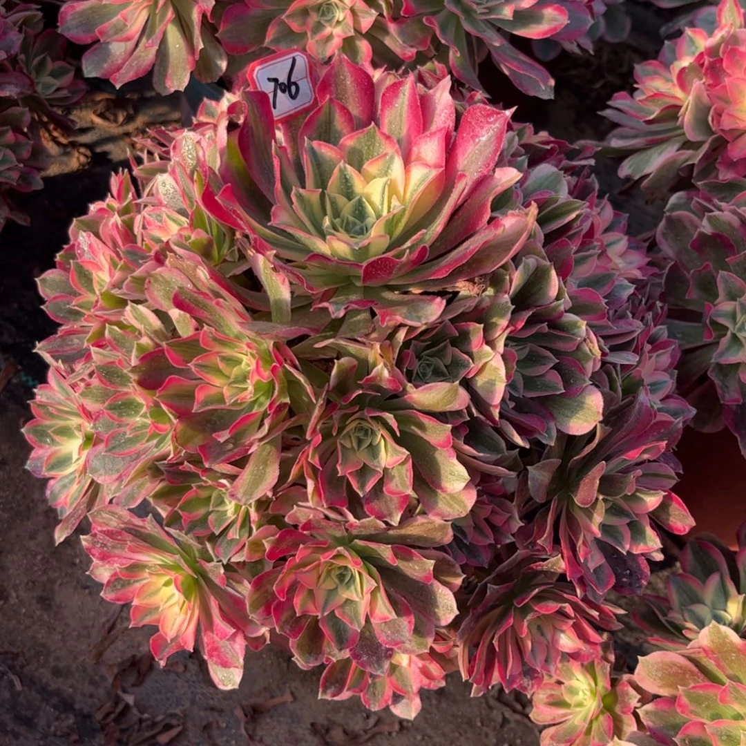 706多肉植物男神法师