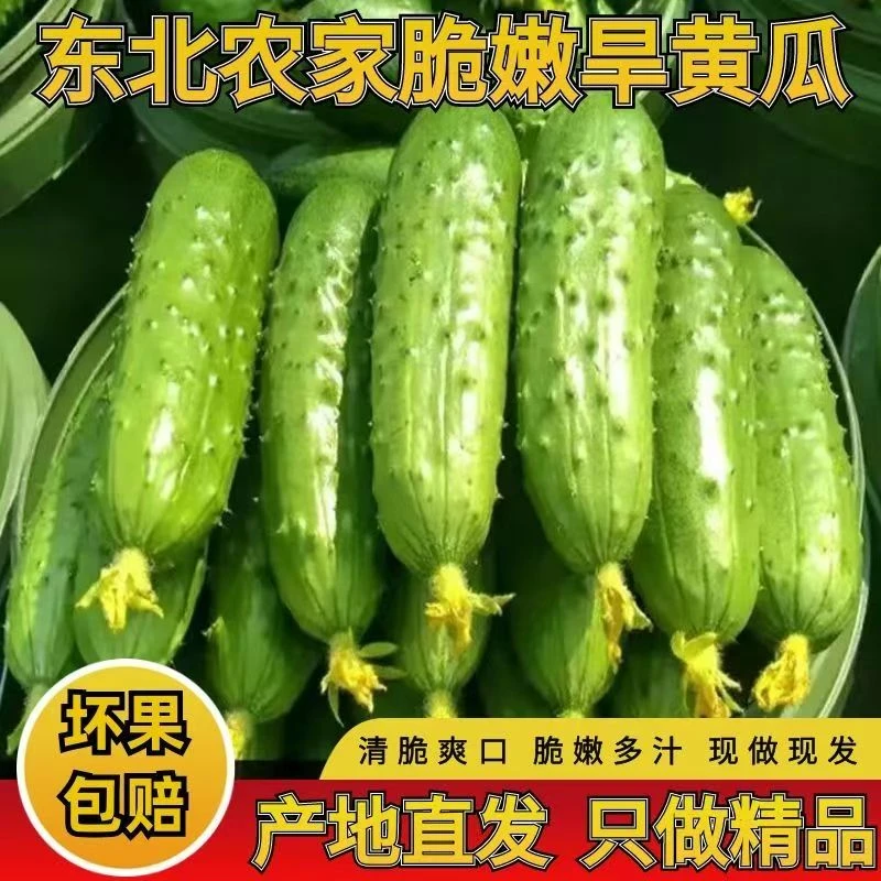 东北旱黄瓜 水果黄瓜 生吃 清炒 凉拌 当天采摘当天发