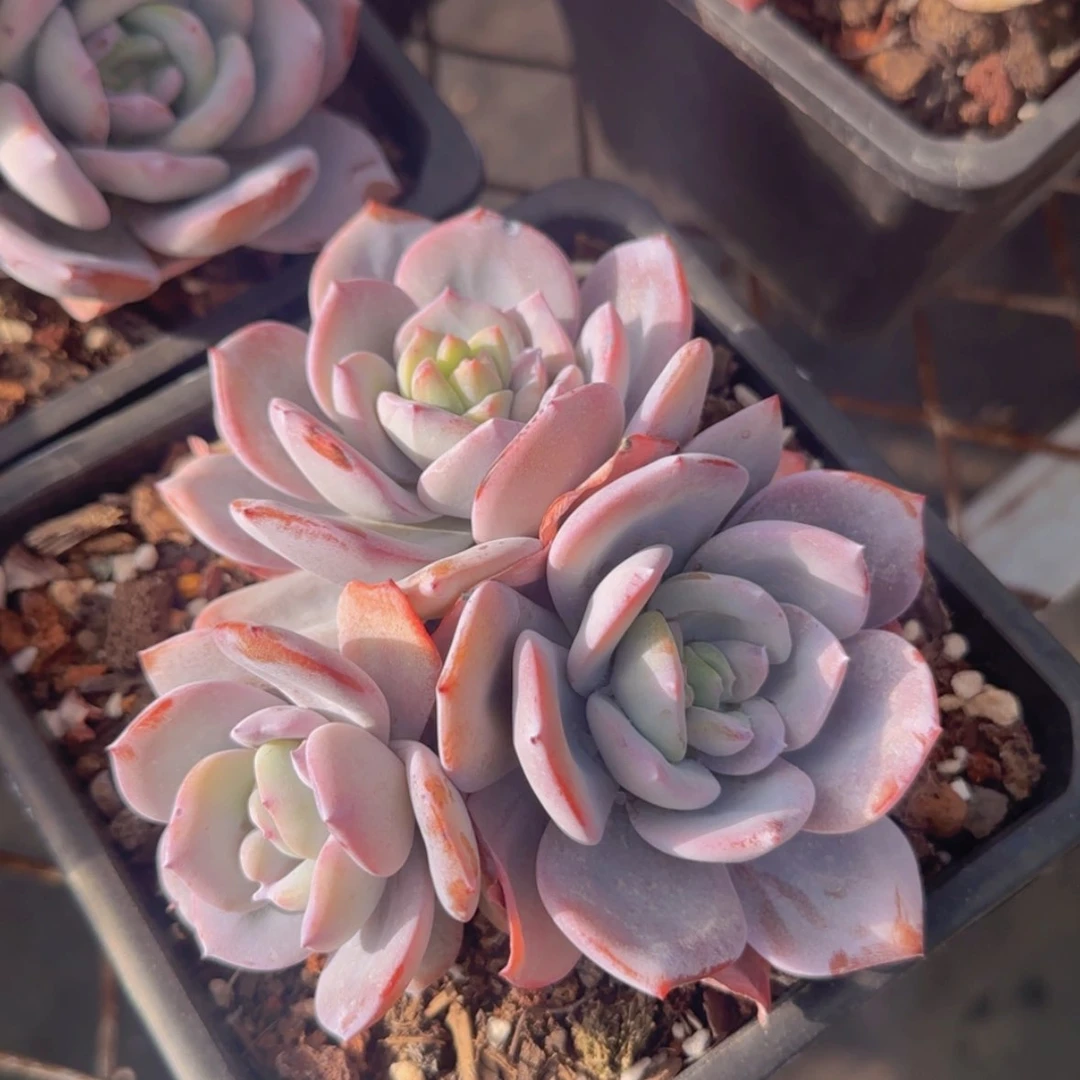 【闪购商品】三头奶茶39.9