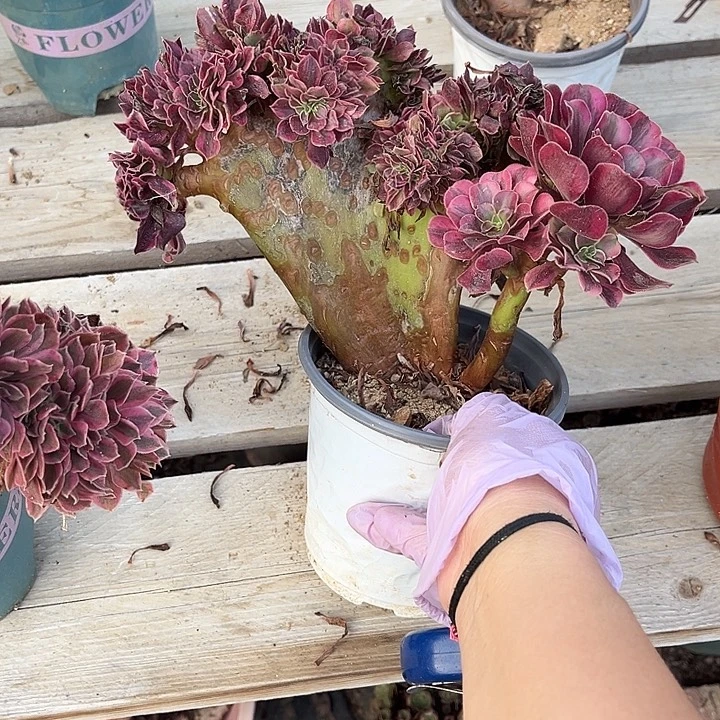 美杜莎缀化不大板子有黑色地方