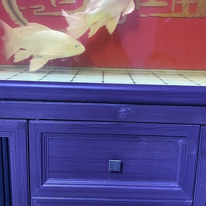 肖***海水鱼蝴蝶鲤普身大鱼