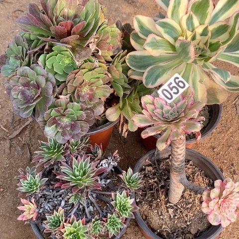 好***莲056四颗法师多肉植物