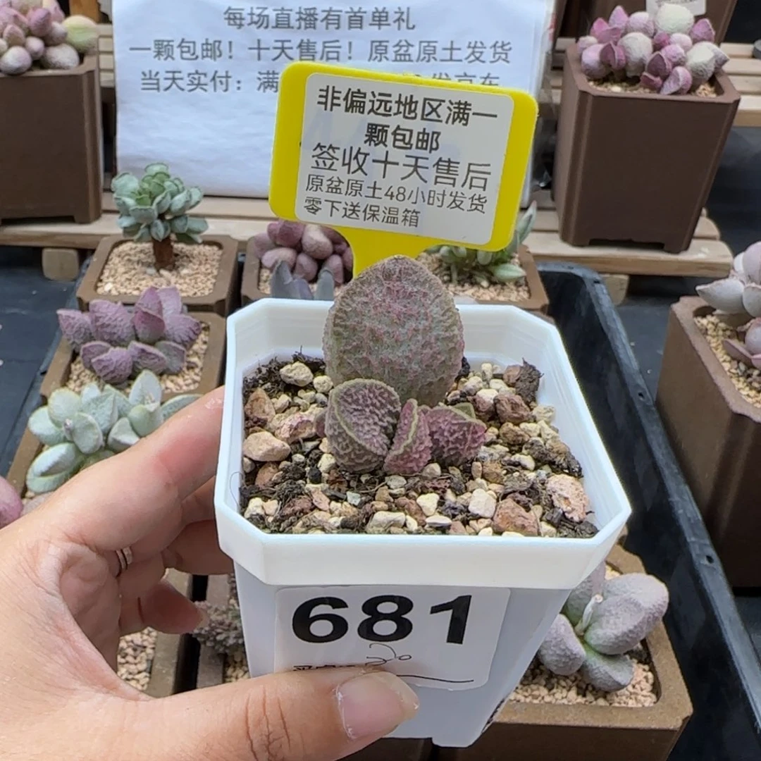两****苑681实生多肉植物