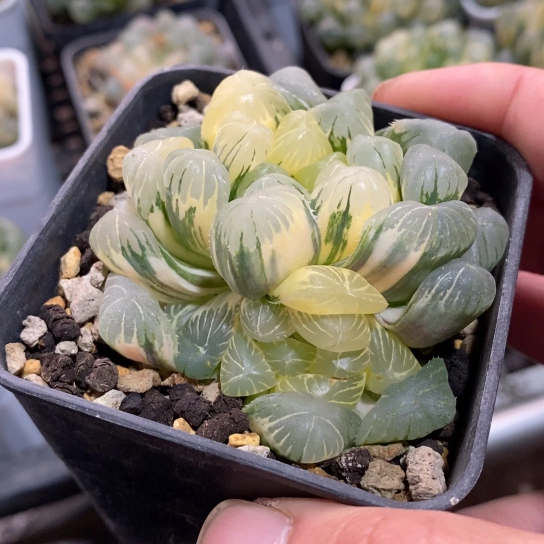 一颗湖水玉露锦 新年福利