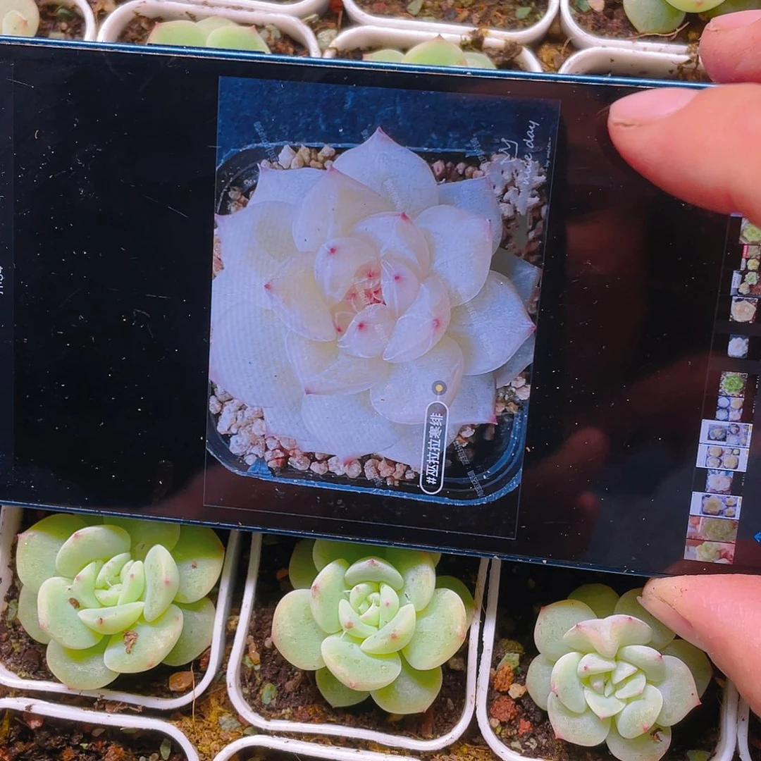 寒绯盆一个满25包邮