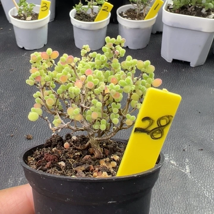 28号彩色蜜橘 一物一拍