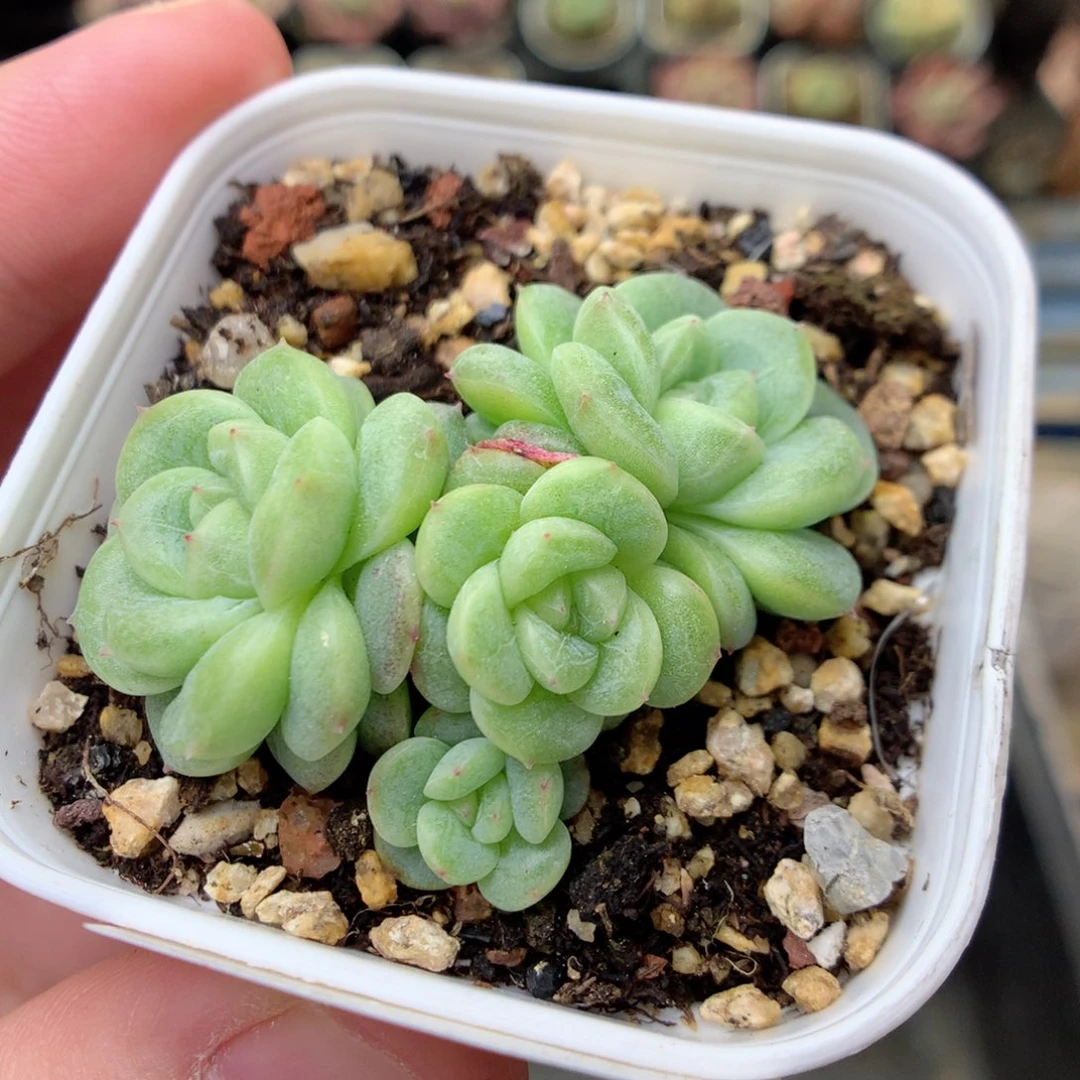 G3秃子绿透珍妮Q42