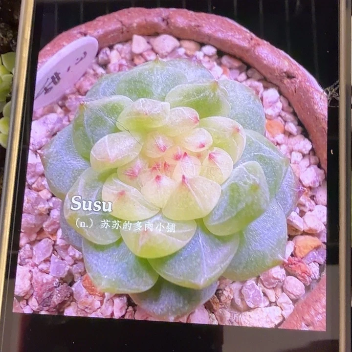 新品独家小z甜心很容易出群叶片十片