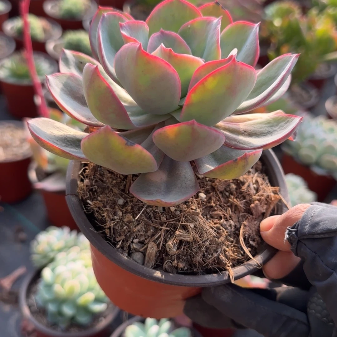 无花朵120魅影单头