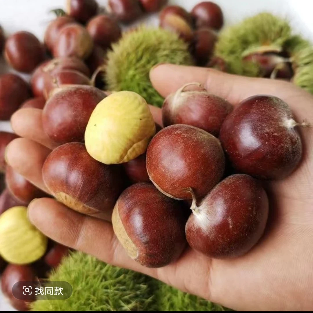 新鲜香甜带皮板栗颗颗饱满高山乡村野生栗子生鲜食品板栗新鲜