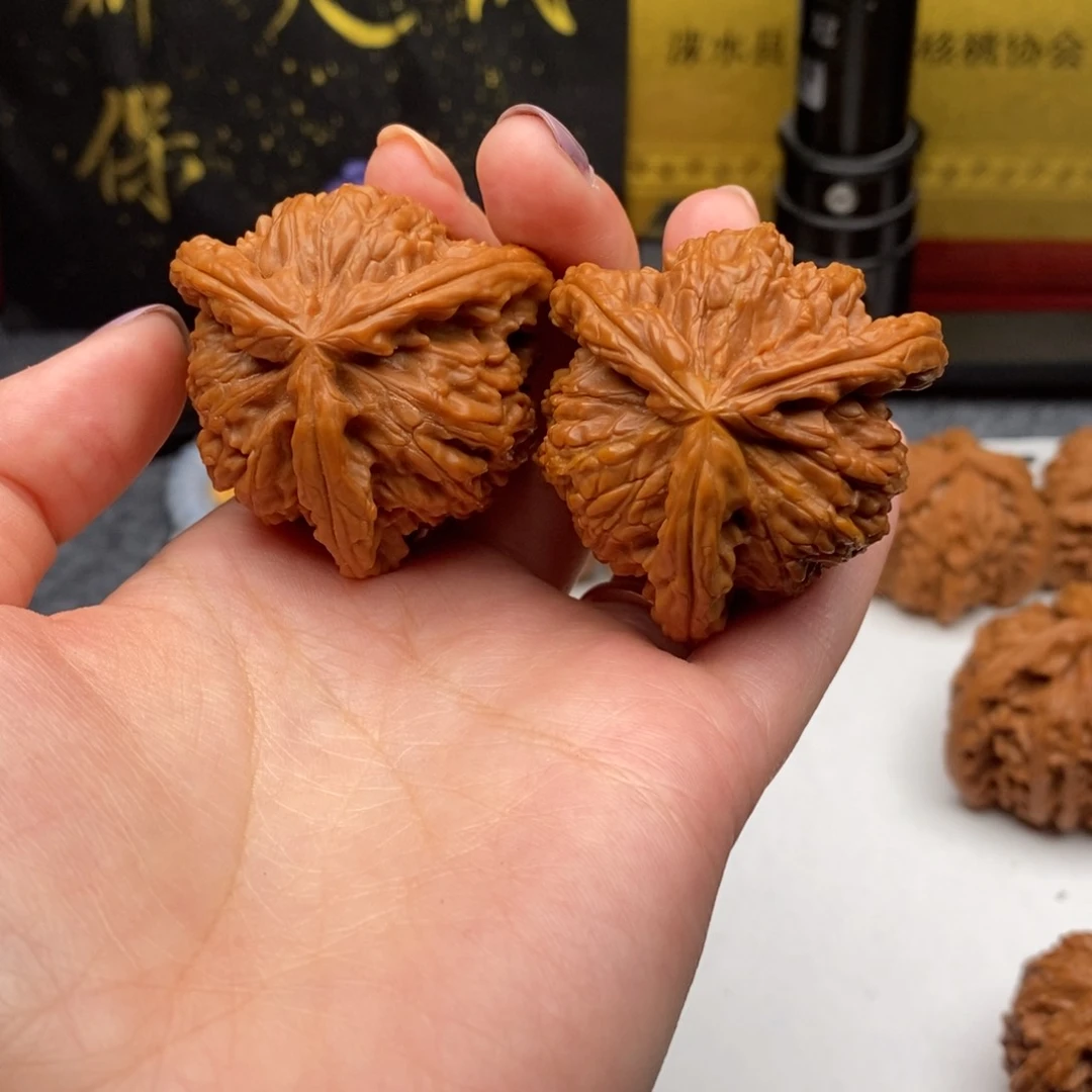 东*白狮子1111111111