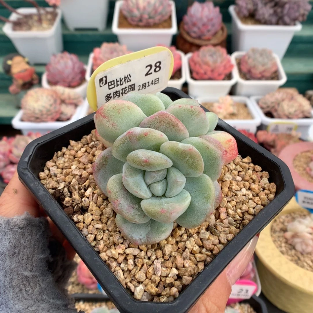 28彩锦冰玉石化大双头