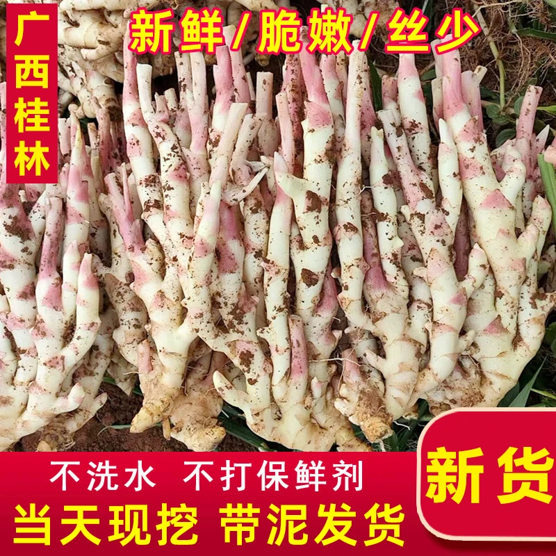 包邮红芽姜带泥现挖当季新鲜嫩仔姜广西小姜蔬菜醋泡自种嫩姜生姜