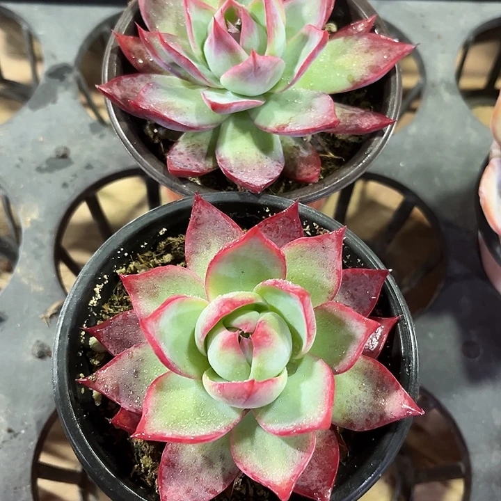 @***客2个大惊鸿仙子多肉植物